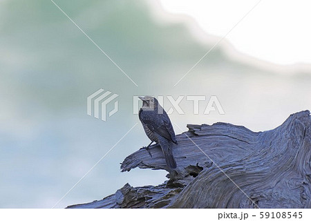 海辺の鳥　イソヒヨドリ 59108545