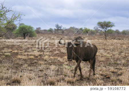 Blue wildebeest in Kruger National park, South 59108772