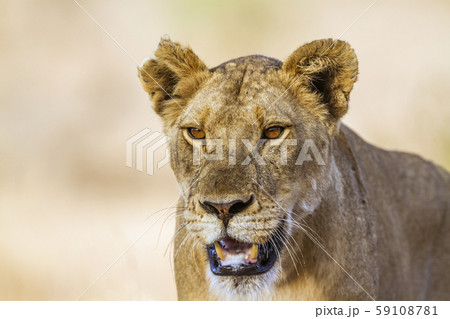 African lion in Kruger National park, South Africa African lion in Kruger National park, South Africa 59108781