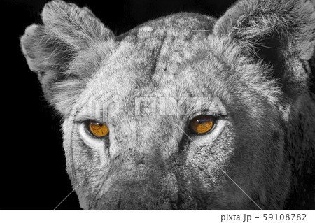African lion in Kruger National park, South Africa African lion in Kruger National park, South Africa 59108782