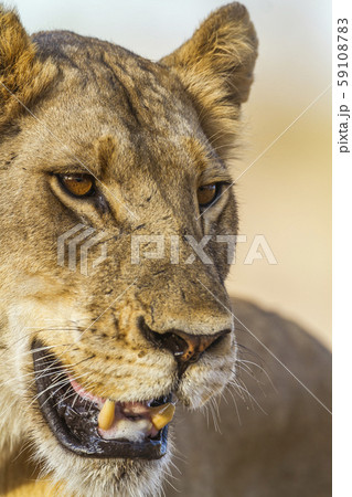 African lion in Kruger National park, South Africa 59108783