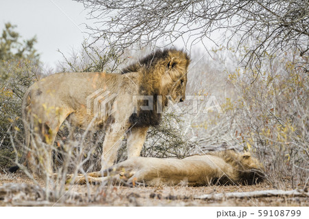 African lion in Kruger National park, South Africa 59108799