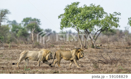 African lion in Kruger National park, South Africa 59108829
