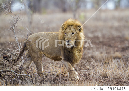 African lion in Kruger National park, South Africa 59108843