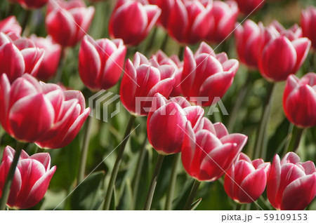 チュウリップ 59109153