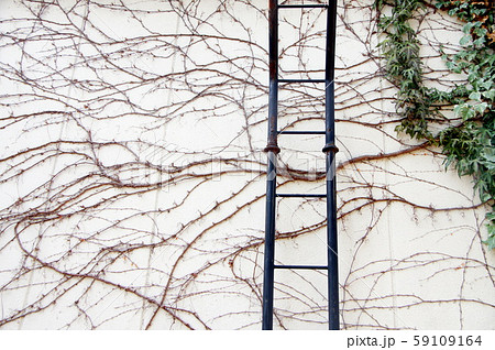 壁の模様 59109164