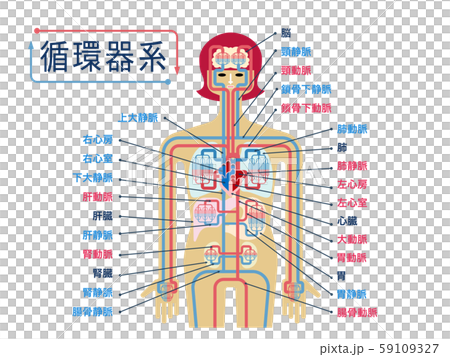 用日語中各部分的名稱簡單說明循環系統 59109327