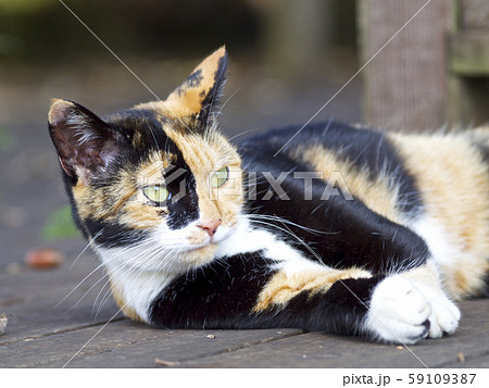 ネコ 59109387
