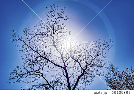 樹と太陽と青空 59109392