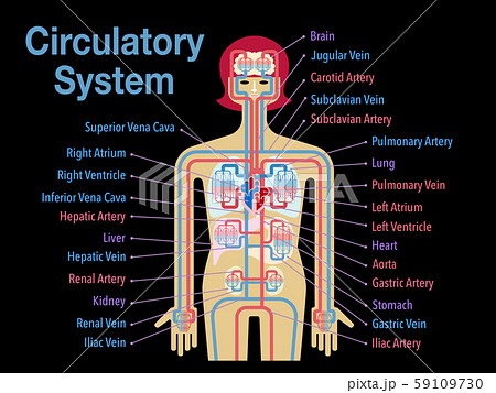 黒バックに英語で各部位の名称が記載された循環器系のシンプルなイラストのイラスト素材