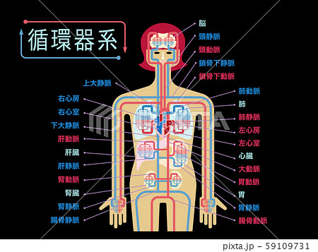 黒バックに日本語で各部位の名称が記載された循環器系のシンプルなイラストのイラスト素材