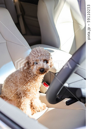 ペットとドライブ 59110253