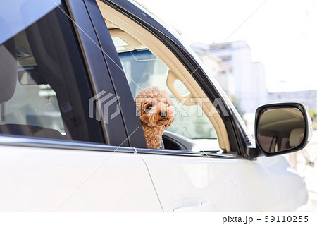 ペットとドライブ 59110255