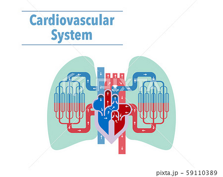 心臓と肺にフォーカスした循環器系のシンプルなイラストのイラスト素材