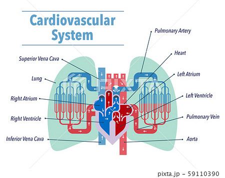 英語で各部位の名称が記載されている心臓と肺にフォーカスした循環器系のシンプルなイラストのイラスト素材