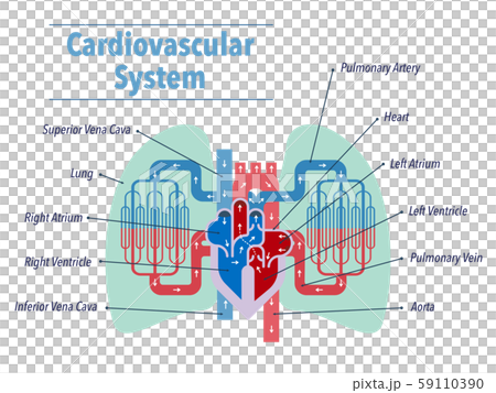 簡單介紹一下以心臟和肺為中心的循環系統,並用英語描述每個部分的名稱 簡單介紹一下以心臟和肺為中心的循環系統,並用英語描述每個部分的名稱 59110390