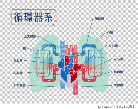 日本語で各部位の名称が記載されている心臓と肺にフォーカスした循環器系のシンプルなイラスト 日本語で各部位の名称が記載されている心臓と肺にフォーカスした循環器系のシンプルなイラスト 59110391
