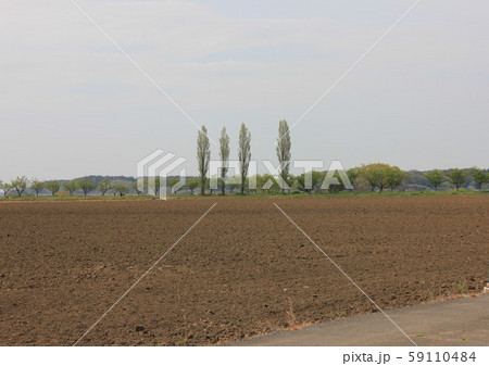 田園のポプラ　　―――｜｜｜―｜＊＊＊ 59110484