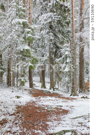 Beautiful serene winter forest landscape Beautiful serene winter forest landscape 59110690