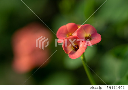 小さな赤い花をつけるハナキリンの写真素材