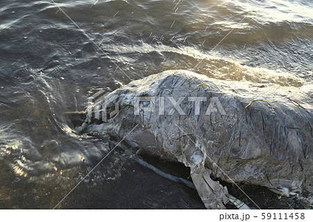 イルカの死体 イルカ 死骸 死体 動物 哺乳類 海 太平洋 環境 環境問題 自然の写真素材