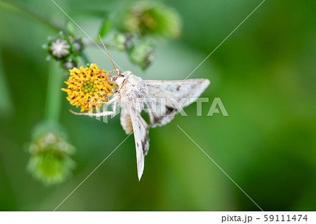 オオタバコガ 59111474