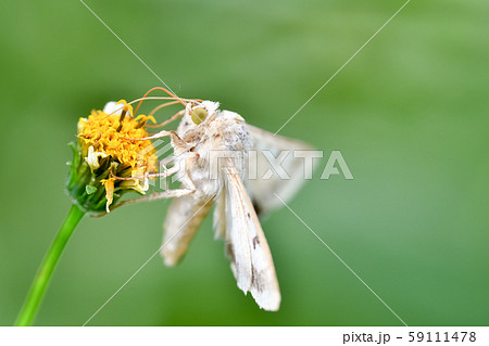 オオタバコガ 59111478