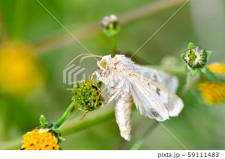 オオタバコガ 59111483