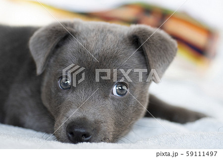 子犬 仔犬 小犬 こいぬ puppy 犬 戌 戌年 干支 十二支 レトリバー ラブラドール 子犬 仔犬 小犬 こいぬ puppy 犬 戌 戌年 干支 十二支 レトリバー ラブラドール 59111497
