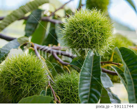 栗の木 秋の味覚 59111744