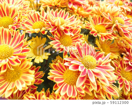 Beautiful bright orange and yellow chrysanthemum flower  59112300