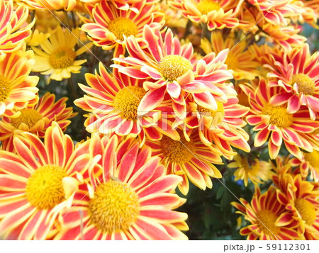 Beautiful bright orange and yellow chrysanthemum flower  59112301
