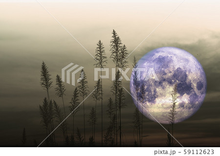 Super Beaver Moon on dark sky and silhouette glass 59112623