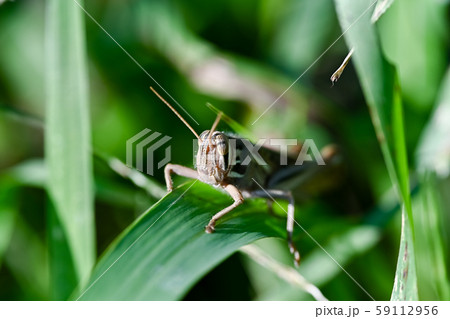 ツチイナゴ 59112956