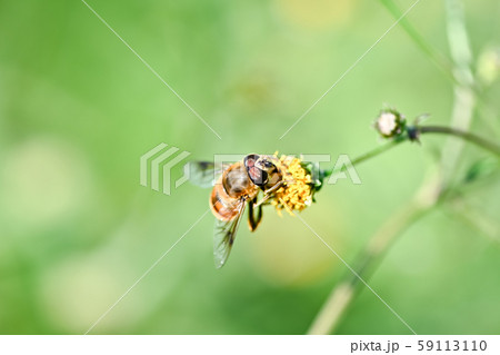 ナミハナアブ 59113110