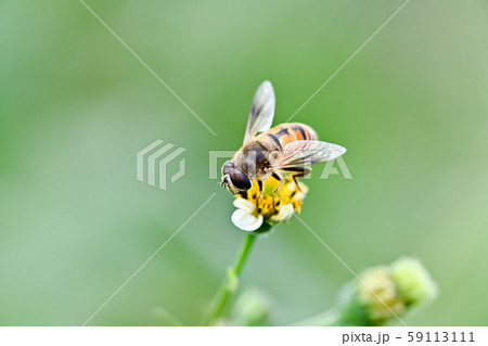 ナミハナアブ 59113111