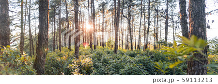 Evening pine forest - Green forest beautiful nature 59113213