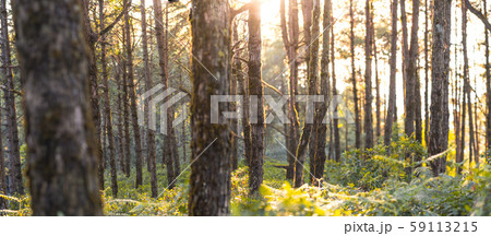 Evening pine forest - Green forest beautiful nature 59113215