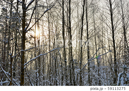 Awesome winter landscape. Winter forest. Forest in the snow. Awesome winter landscape. Winter forest. Forest in the snow. 59113275