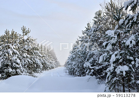 Snowy Road in Winter Forest. Awesome winter landscape.  Winter forest. Forest in the snow. 59113278