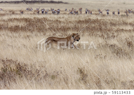 Lioness hunting - Namibia - Africa Lioness hunting - Namibia - Africa 59113433