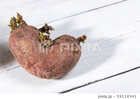 Close-up one non-standard ugly heart-shaped potato in center of white painted wooden table. Waste zero concept. Image with copy space. 59114541