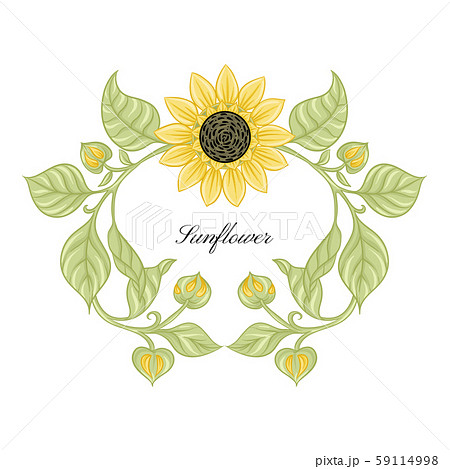 Sunflower color illustration 59114998