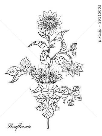 Sunflower color illustration 59115003