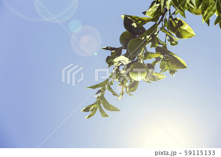 Fruits of citrus orange tree branches closeup shot. Fruits of citrus orange tree branches closeup shot. 59115133