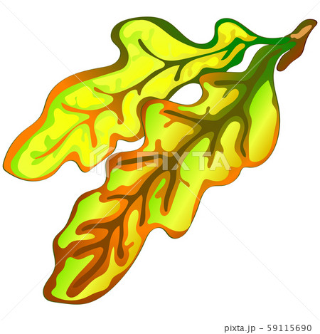 Vector autumn yellow oak leaves and acorn plant. Leaf plant botanical floral foliage. Isolated 59115690