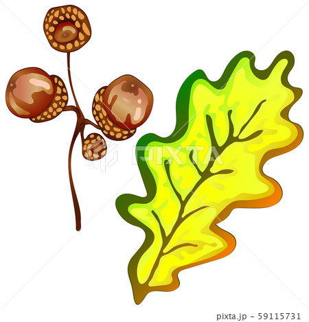 Vector autumn yellow oak leaves and acorn plant. Leaf plant botanical floral foliage. Isolated 59115731