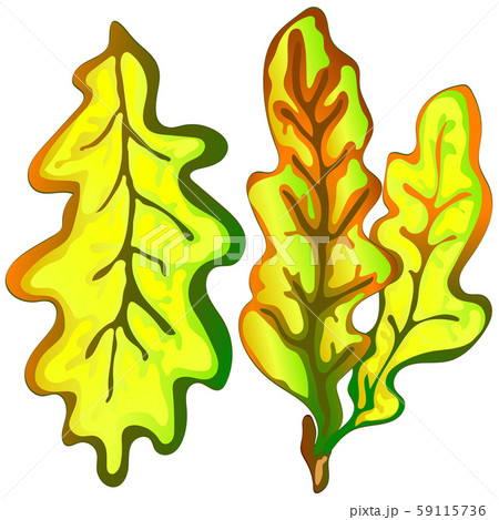 Vector autumn yellow oak leaves and acorn plant. Leaf plant botanical floral foliage. Isolated Vector autumn yellow oak leaves and acorn plant. Leaf plant botanical floral foliage. Isolated 59115736