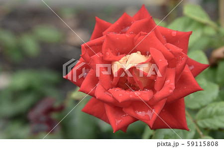 red rose in the garden closeup. Rich color and large dew drops. 59115808