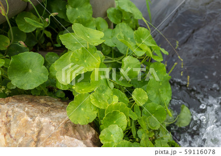 ウチワゼニクサ　ウォーターマッシュルーム 59116078